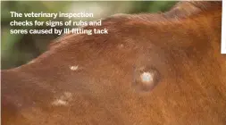  ??  ?? The veterinary inspection checks for signs of rubs and sores caused by ill-fitting tack