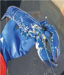  ??  ?? The blue lobster caught and later released by Arbroath fishermen Tommy Yule and his dad, also Tommy.