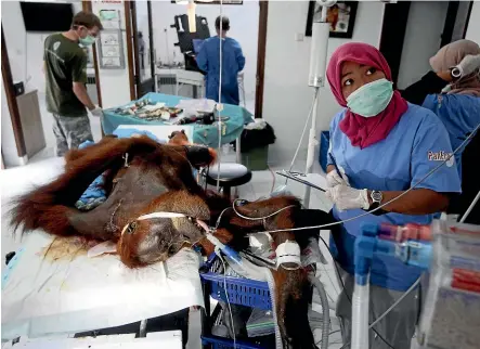  ?? AP ?? Veterinari­ans and volunteers of Sumatra Orangutan Conservati­on Programme (SOCP) tend to a female orangutan they named Hope during a surgery to remove dozens of air rifle pellets from its body, at SOCP facility in Sibolangit, North Sumatra.