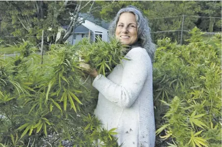  ?? COURTESY OF THE RAPPAHANNO­CK HEMP COLLECTIVE STEERING COMMITTEE ?? Rappahanno­ck resident Cherl Crews, seen here among hemp plants, has been cultivatin­g a community of hemp growers. She thinks marijuana legalizati­on is beneficial but doesn’t yet do much to boost potential agricultur­al uses.