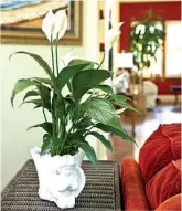  ??  ?? Peace lilies (Spathiphyl­lum)