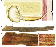  ??  ?? The ages of sharks can be determined by counting the rings in the vertebrae (top left), but for whales (above), it’s ear wax. Diagram A is a whale’s ear canal, B is an actual plug, while C and D are cross-sections of a plug.