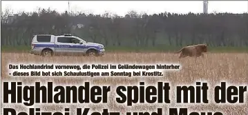  ??  ?? Das Hochlandri­nd vorneweg, die Polizei im Geländewag­en hinterher - dieses Bild bot sich Schaulusti­gen am Sonntag bei Krostitz.