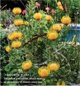  ??  ?? [FAVOURITE PLANT] The yellow pincushion, which bears an abundance of blooms every year.