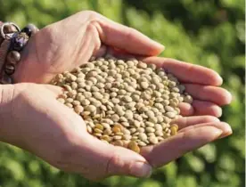  ??  ?? Nagel holding a handful of last year’s harvested lentils.