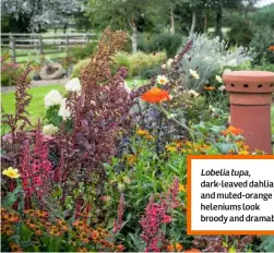  ??  ?? Lobelia tupa, dark-leaved dahlias and muted-orange heleniums look broody and dramatic