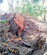  ?? FOTO: CORTESÍA DENUNCIANT­ES. / ?? Se talan árboles de 80 y 100 años.