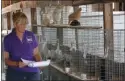  ?? CHARLES PRITCHARD - ONEIDA DAILY DISPATCH ?? Ann Janson, club leader for the Brookfield Madison County 4-H club, inspects chickens ready for show at the Madison County Fair on Thursday, July 11, 2019.