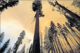  ?? PHOTOS BY NOAH BERGER — THE ASSOCIATED PRESS, FILE ?? A helicopter drops water on the Windy Fire burning in the Trail of 100 Giants grove of Sequoia National Forest on Sept. 19.