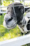  ?? JOHN MAHONEY ?? Sheep will keep Edgewater Park’s grass trimmed as part of an “ecograzing project.”