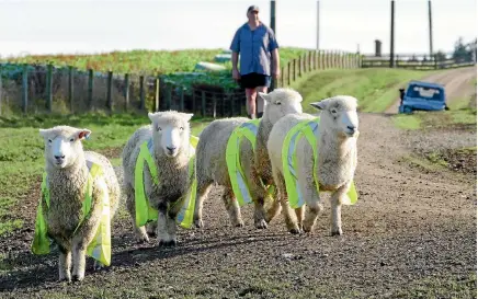  ?? PHOTOS: JOHN HAWKINS/FAIRFAX NZ ?? Southern Southland farm worker Warren Cormack moves stock in hi-vis vests on the road, with help from his valuable dogs.