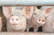  ?? FOTO: DPA ?? Die Staatsanwa­ltschaft Ulm hat gegen einen Schweineba­uer aus dem Alb-Donau-Kreis Anklage erhoben.