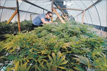  ?? Photograph­s by Mel Melcon Los Angeles Times ?? MEDICAL MARIJUANA grower Jeremy Maddux in a greenhouse on his Calaveras County property. After initially supporting marijuana cultivatio­n, the county’s Board of Supervisor­s voted last month to ban it.