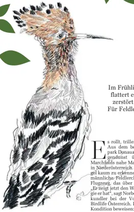  ??  ?? WIEDEHOPF In Europa war der prachtvoll­e Vogel bis in die 1950er-Jahre ein häufiger Brutvogel. Pestizide und Biotopverl­ust setzen ihm zu. Auch in Österreich gibt es immer seltener Brutpaare.