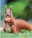  ?? Foto: dpa ?? Eichhörnch­en sind flinke Tiere. Gerade im Herbst sieht man sie häufig durch die Gegend flitzen.