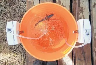  ?? CONTRIBUTE­D ?? After the quick surgery to implant the acoustic tag, the smolt are held in a bucket to recover before being released.