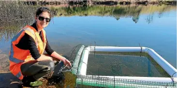  ??  ?? Biosecurit­y Officer Ashlee Lawrence with the Northland Regional Council’s prototype turtle trap at Hikurangi’s Lake Waro.