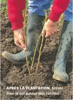  ??  ?? APRÈS LA PLANTATION, tassez bien le sol autour des racines.