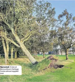  ??  ?? Uprooted A tree at Bannockbur­n Heritage Centre almost toppled over