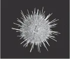  ??  ?? Greenpeace has proposed a sanctuary to protect creatures such as this Antarctic sea urchin, found 300 meters down at Kinnes Cove.