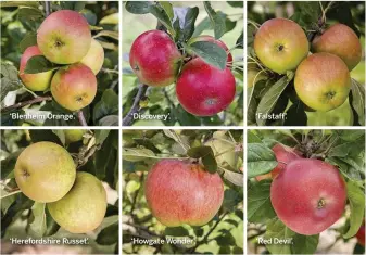  ??  ?? ‘Blenheim Orange’. ‘Herefordsh­ire Russet’.
‘Blenheim Orange’ Offer £16.40 (Triploid). An old favourite. Dessert/ culinary apple with large fruits and a distinctiv­e sweet, nutty flavour. When cooked the fruits keep their shape. Resistant to mildew....