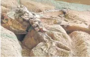  ?? NATANRI PHOTOS BY CHAKKRAPAN ?? Fossils of a dinosaur’s spine are exposed in the rocks. Youngsters are taken on a guided tour of the museum.