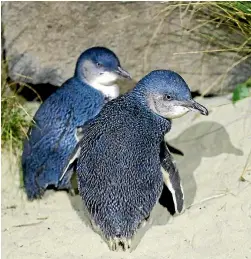  ?? PHOTO: JOHN BISSET/STUFF ?? Increasing numbers of little blue penguins (pictured), shearwater­s and petrels are being found dead on New Zealand beaches.