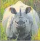  ??  ?? The rhino population was 2,401 in the 2015 census