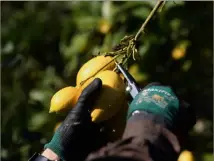  ?? (Photo J-F.O) ?? Parmi les associatio­ns subvention­nées : l’APCM, pour soutenir le développem­ent de la filière du citron de Menton.