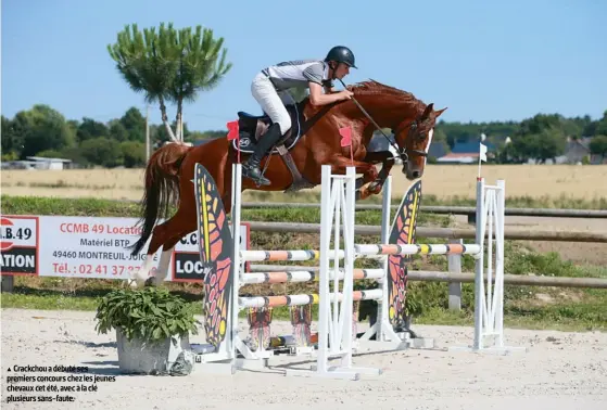  ??  ?? Crackchou a débuté ses premiers concours chez les jeunes chevaux cet été, avec à la clé plusieurs sans-faute.