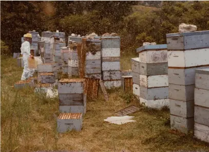  ??  ?? RIGHT / Amidst a swarm of bees, Ivan attempts to extract honey from hives in the
Clarence Valley whilst his son, Paul, dutifully photograph­s the process. Note the lack of gloves; a common practice which maintains dexterity in such a delicate operation, all the while enduring several bee stings. Photograph circa 1970s, supplied by Hislop Family. MIDDLE /
The present and the future of Mountain Honey respective­ly: Quintin Hislop with his energetic and sometimes over-friendly dog Cleo, and his uncle, Nick Parkinson. A common way to encounter Ivan Hislop: hard at work.