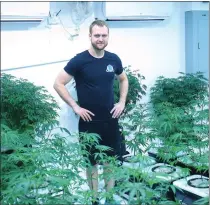  ??  ?? Blier stands amidst growing marijuana plants in the ‘veg room’ at his grow facility.