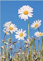  ??  ?? Cheery daisies are a favourite of butterflie­s