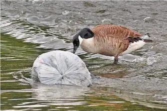  ?? ?? Las aves usan colillas para sus nidos, lo que atenta contra su salud