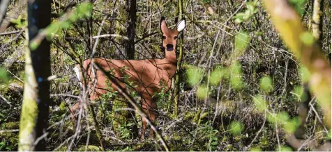  ?? Fotos: Marcus Merk ?? Wo versteckt sich das Reh? Täuschend echt sind die neuen Tafeln des Dschungelp­fads am Lech bei Gersthofen. Kinder – aber auch Erwachsene können dabei sehen, wie viele Wildtiere im Holz, aber auch auf Bäumen verborgen sind. So sollen die Kinder zum...