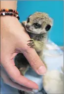  ??  ?? CURIOUS ‘KAT: The baby meerkat, or pup as they are called, was fondly named Scout. He went into round-the-clock care at the animal care centre.