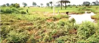  ??  ?? Rice farm behind University of Agricultur­e, Makurdi touched by the flood