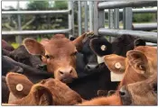  ??  ?? A young group of calves raised by Martin Cattle Co. are shown in the photograph. The Martins raise purebred Gelbvieh and Balancer cattle that are marketed to breeding programs in several states.