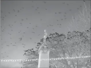  ?? | AP PHOTO ?? Thousands of crows congregate in trees above the Monroe County Courthouse square in Bloomingto­n. Hundreds of crows settling in trees around the Monroe County Courthouse square in Bloomingto­n have caused havoc in recent weeks by coating the area with...