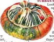  ??  ?? TURBAN SQUASH