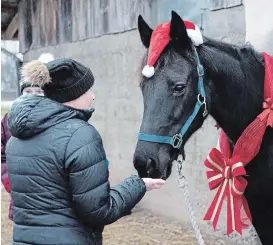  ?? JACKIE WIMBUSH ?? Taralee Waite feeds standardbr­ed mare Foamy, a special gift from her husband, Glenn Cameron. Procured from the Ontario Standardbr­ed Adoption Society, Foamy will help support Waite in her battle with breast and ovarian cancer.