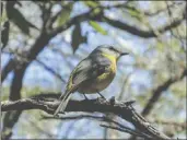  ??  ?? Second place in the Open Natural World category went to Sandra Gaffney’s image of one of our feathered friends.