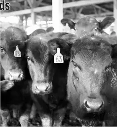  ??  ?? A herd of cows stands in a pen after being sold at auction at the Kentucky-Tennessee Livestock Market in Guthrie, Kentucky, on Mar 12, 2015. — WP-Bloomberg photo