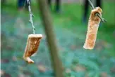  ??  ?? Toast soaked in cider is hung on apple trees