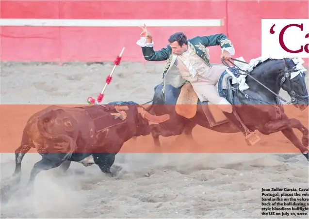  ?? ?? Joao Soller Garcia, Cavaleiro from Portugal, places the velcro-tipped bandarilha on the velcro pad on the back of the bull during a Portuguese­style bloodless bullfight in Turlock, the US on July 10, 2022.