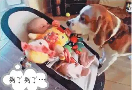  ??  ?? 寶寶發現自己的玩具被­小狗搶走後嚎啕大哭(左上圖起)，狗狗為了安慰小主人，東奔西跑咬來玩具。
（網路圖片）