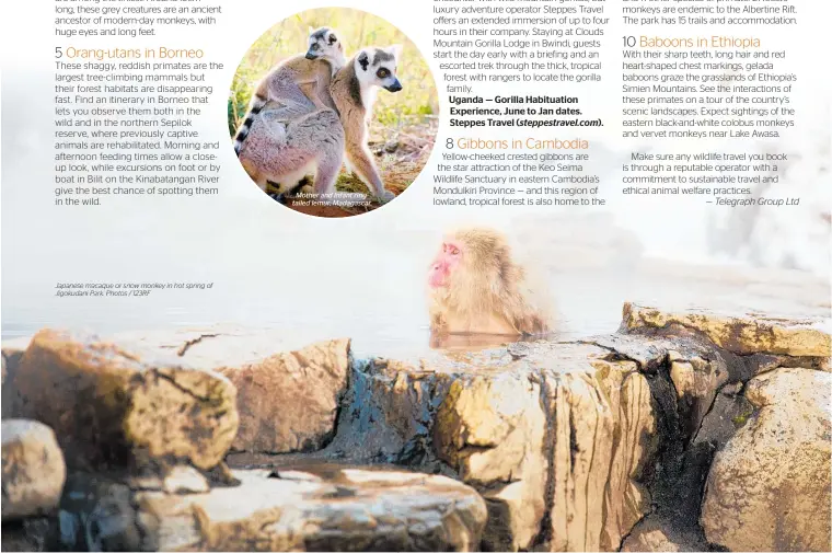  ??  ?? Japanese macaque or snow monkey in hot spring of Jigokudani Park. Photos / 123RF Mother and infant ringtailed lemur, Madagascar.