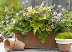  ??  ?? Dryopteris adds frothy greenery to the delicate flowers of Tricyrtis hirta ‘Pink Freckles’.