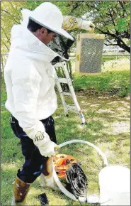  ?? (Special to the NWA Democrat-Gazette/Heather Parks) ?? Hutcherson shows a swarm of bees he captured from a hive in a tree.