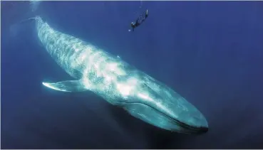  ?? PHOTO: SUPPLIED ?? Giant of the deep . . . A blue whale is approached by a diver in the Pacific Ocean.